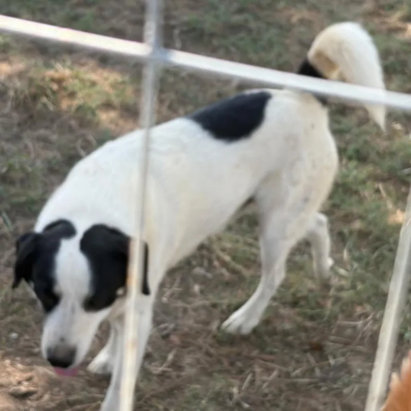 An adult medium-sized male White / Cream Australian Shepherd dog named Spots for adoption in Hackett, AR