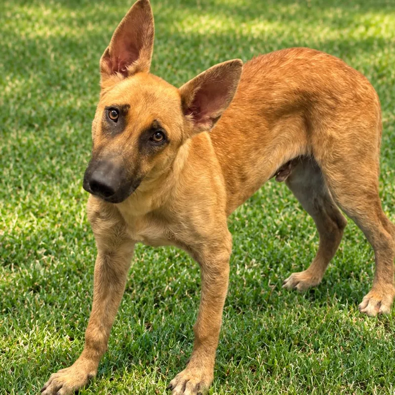 A young medium-sized male Mixed Breed dog named Chupacabra for adoption in Columbiana, AL