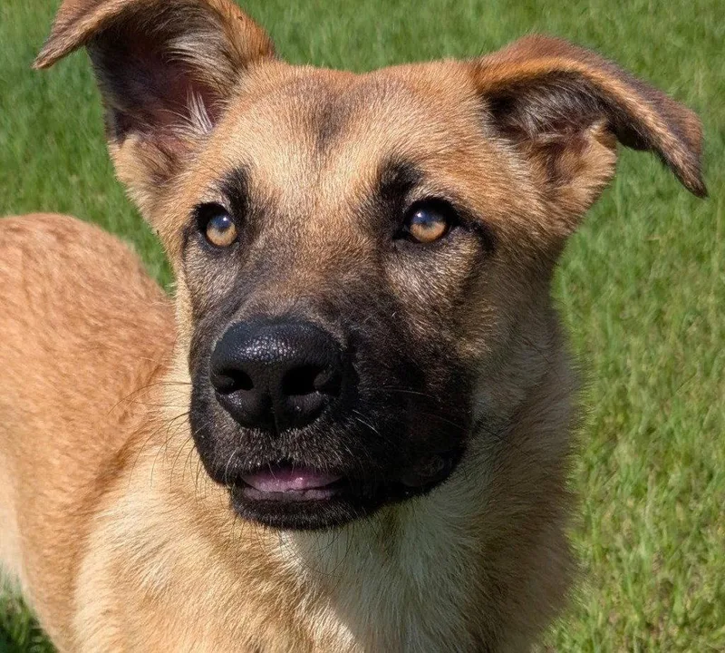 A young large-sized female Shepherd dog named Zelda for adoption in Bloomfield, CT