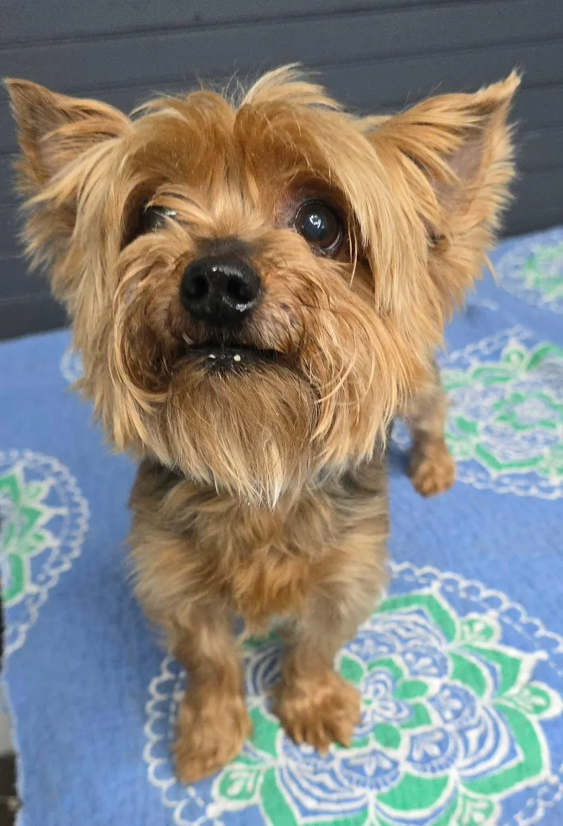 A senior small-sized female Yorkshire Terrier dog named Shirley for adoption in Newport, TN