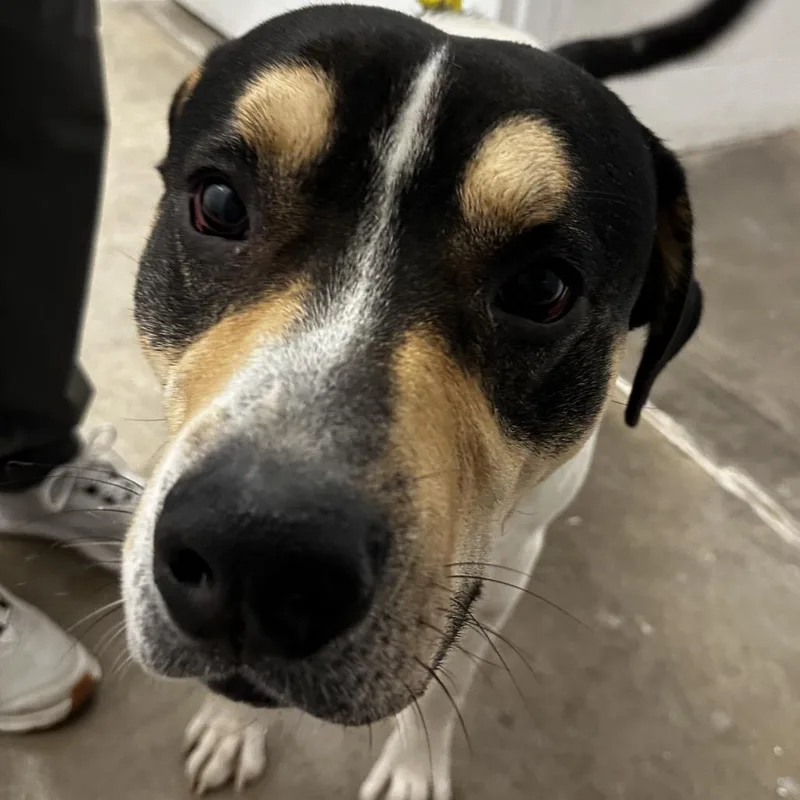 An adult large-sized male Black Mixed Breed dog named Blue for adoption in Manhattan, KS