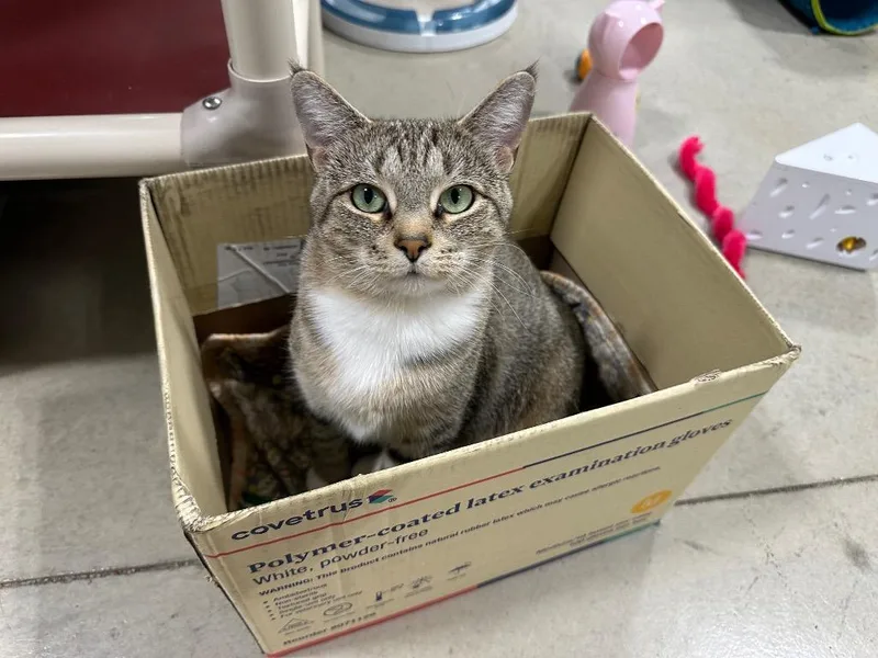 A young extra large-sized female Tabby cat named Grace for adoption in Powell, OH
