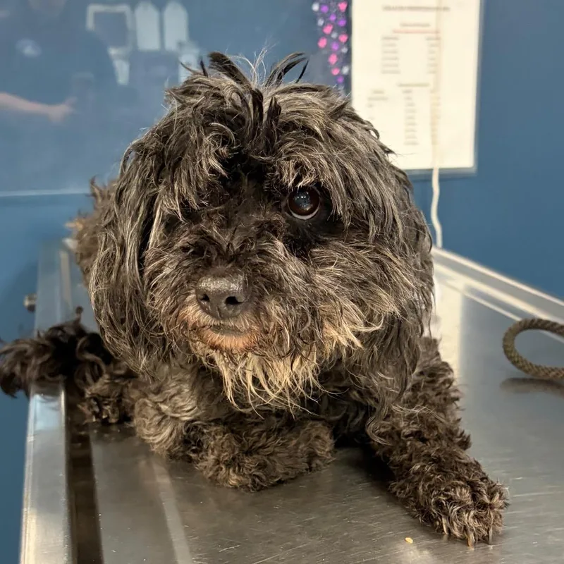 An adult small-sized female Black Mixed Breed dog named Bow for adoption in Newark, NJ