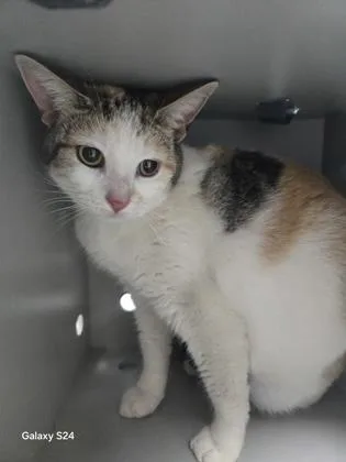 An adult small-sized female Domestic Short Hair cat named Victoria for adoption in Cumming, GA