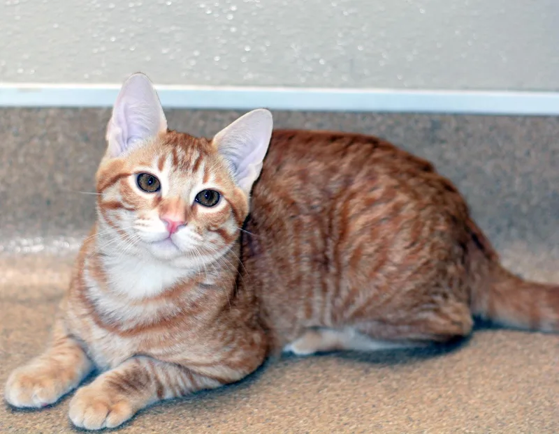 A baby medium-sized male Tabby (Orange / Red) Tabby cat named Sideshow Bob for adoption in San Clemente, CA