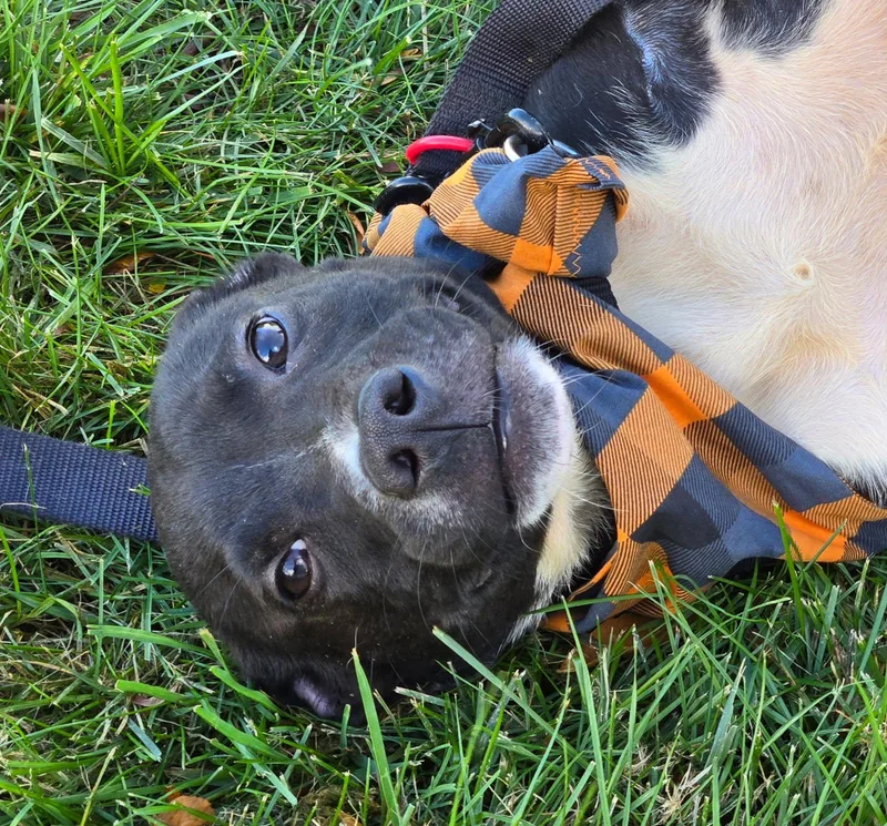 A baby medium-sized male Pit Bull Terrier dog named Burlington for adoption in Yorkville, IL