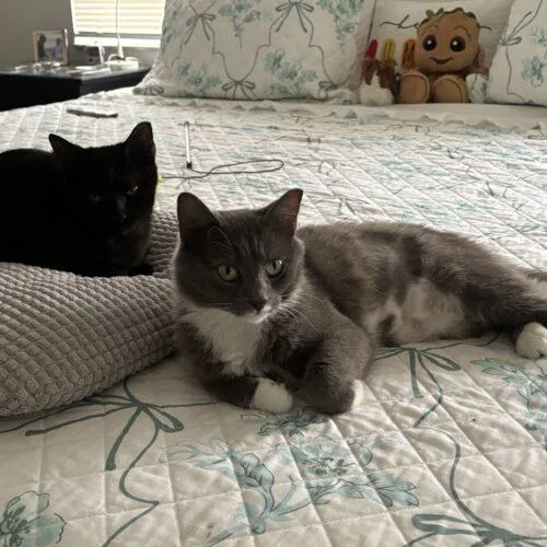 A baby medium-sized male Black Domestic Short Hair cat named Ninja for adoption in Tampa, FL