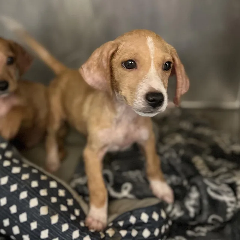 A baby small-sized male Terrier dog named Ferret for adoption in Edinburg, TX
