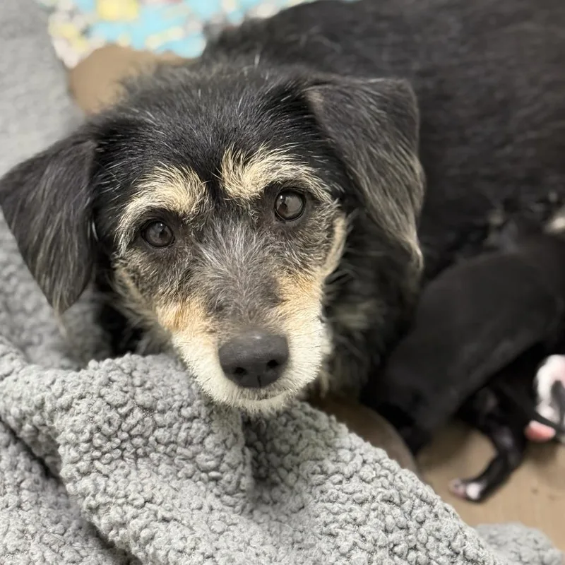 An adult small-sized female Black Wirehaired Terrier dog named Glizzy for adoption in Fresno, CA