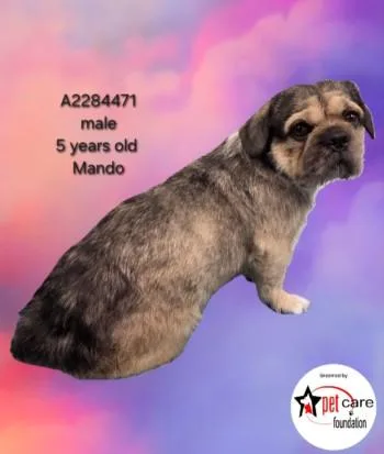 An adult medium-sized male Terrier dog named Mando for adoption in Los Angeles, CA