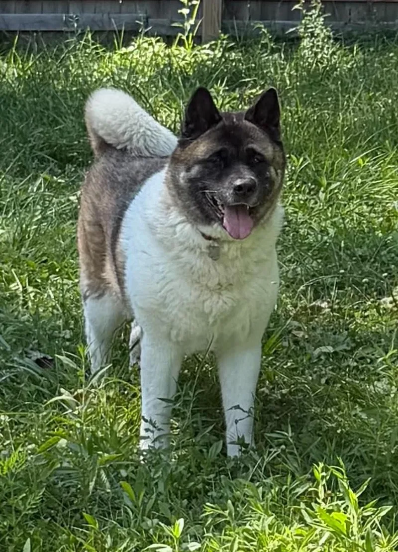 An adult large-sized female Akita dog named Sasha for adoption in Chicago, IL