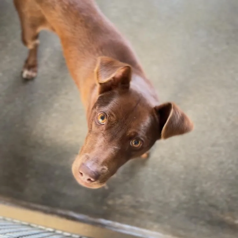 Cadbury A thumbnail 3