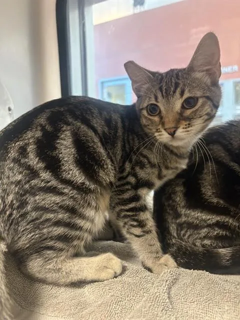 A baby small-sized female Domestic Short Hair cat named Lulu Lily for adoption in San Jose, CA