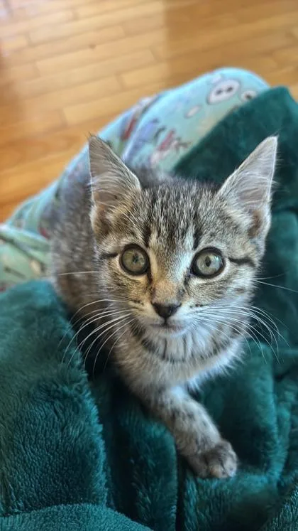 A baby small-sized female Domestic Short Hair cat named Cherished for adoption in Divide, CO