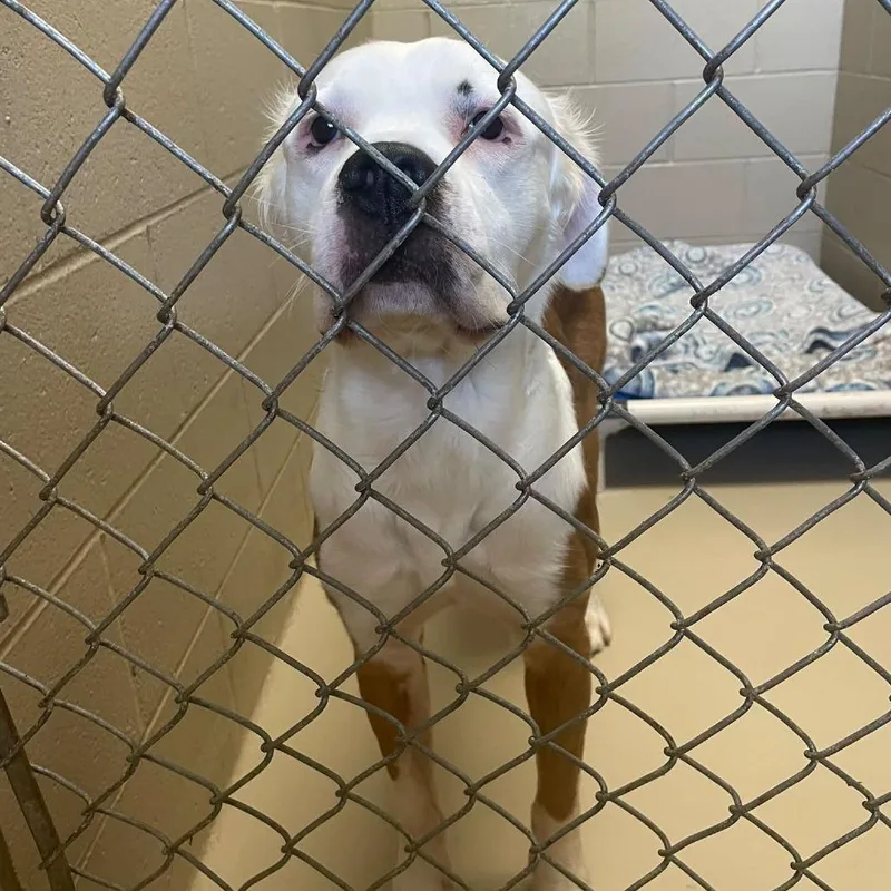 An adult medium-sized male White / Cream Mixed Breed dog named Louie for adoption in Escanaba, MI