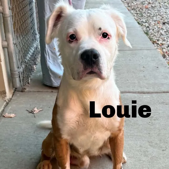 Louie thumbnail 2