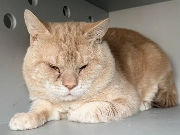 An adult medium-sized male Domestic Short Hair cat named Zavier for adoption in Ridgewood, NY