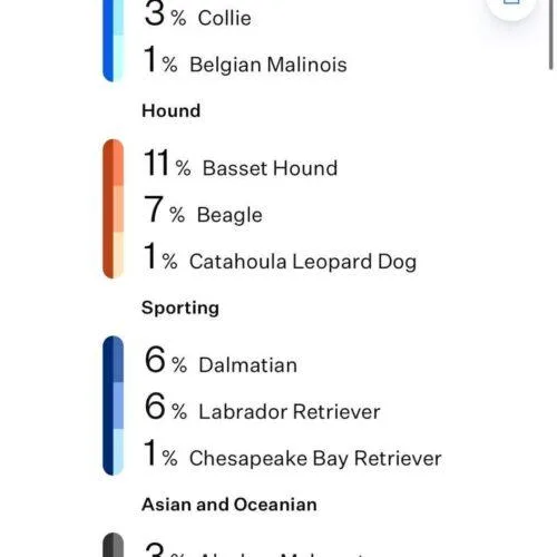 A baby small-sized male White / Cream German Shepherd Dog dog named Winston for adoption in Fishers, IN