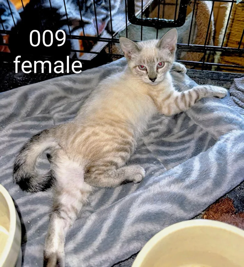 A young medium-sized female Gray / Blue / Silver Domestic Short Hair cat named 009 for adoption in Binghamton, NY