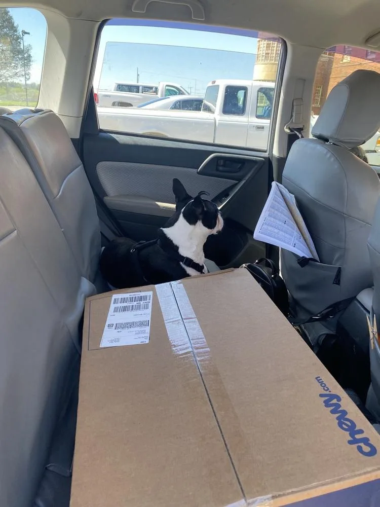 An adult small-sized male Tricolor (Brown, Black, & White) Boston Terrier dog named Paco Underhill Ky for adoption in Maryville, TN