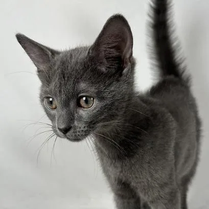A baby small-sized male Gray / Blue / Silver Domestic Short Hair cat named Smokey for adoption in Johnson City, TN