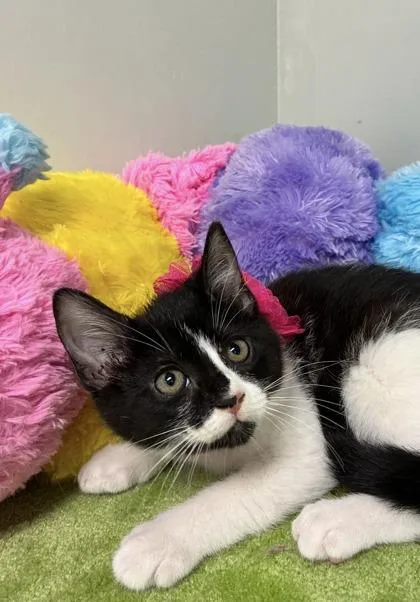 A baby medium-sized female Domestic Short Hair cat named Houdi for adoption in Picayune, MS