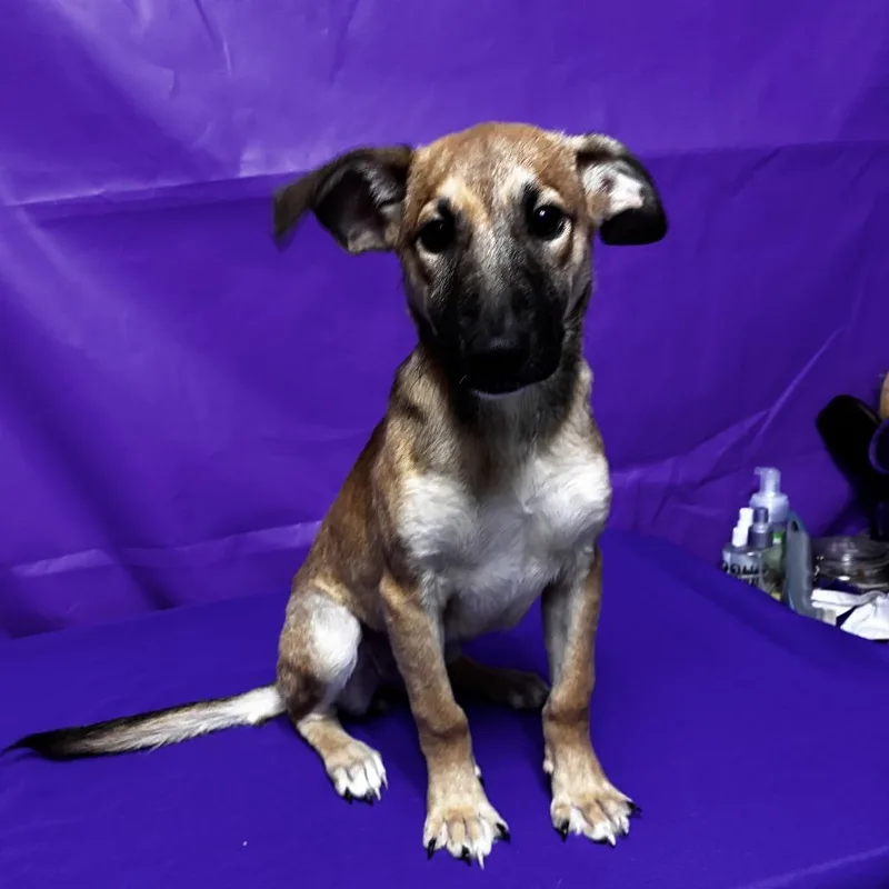 A baby medium-sized female Yellow / Tan / Blond / Fawn Shepherd dog named Oblivion for adoption in North Myrtle Beach, SC