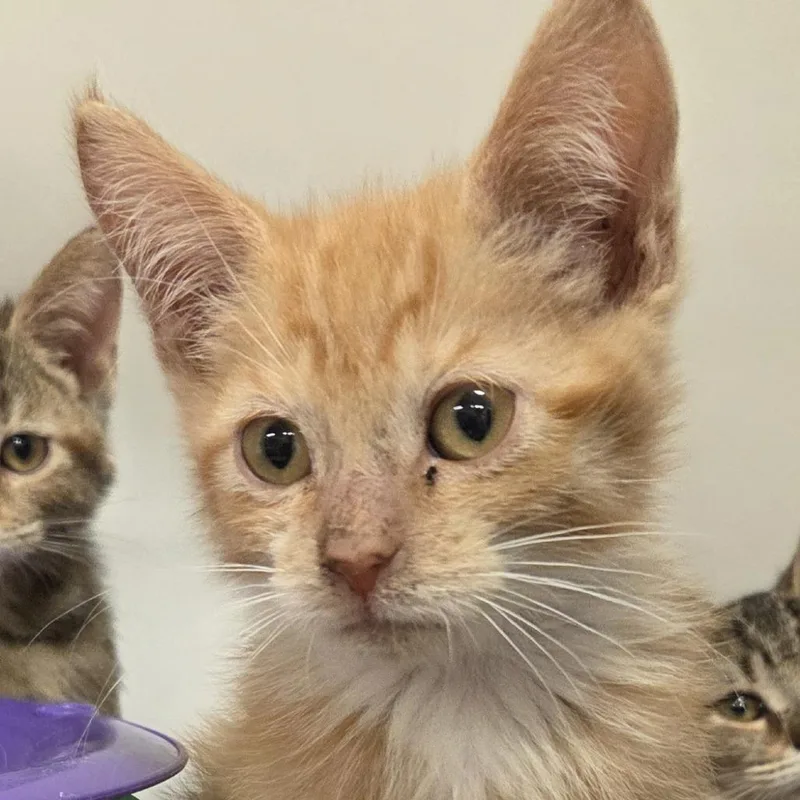 A baby small-sized female Orange / Red Domestic Short Hair cat named Sauce for adoption in Voorhees, NJ