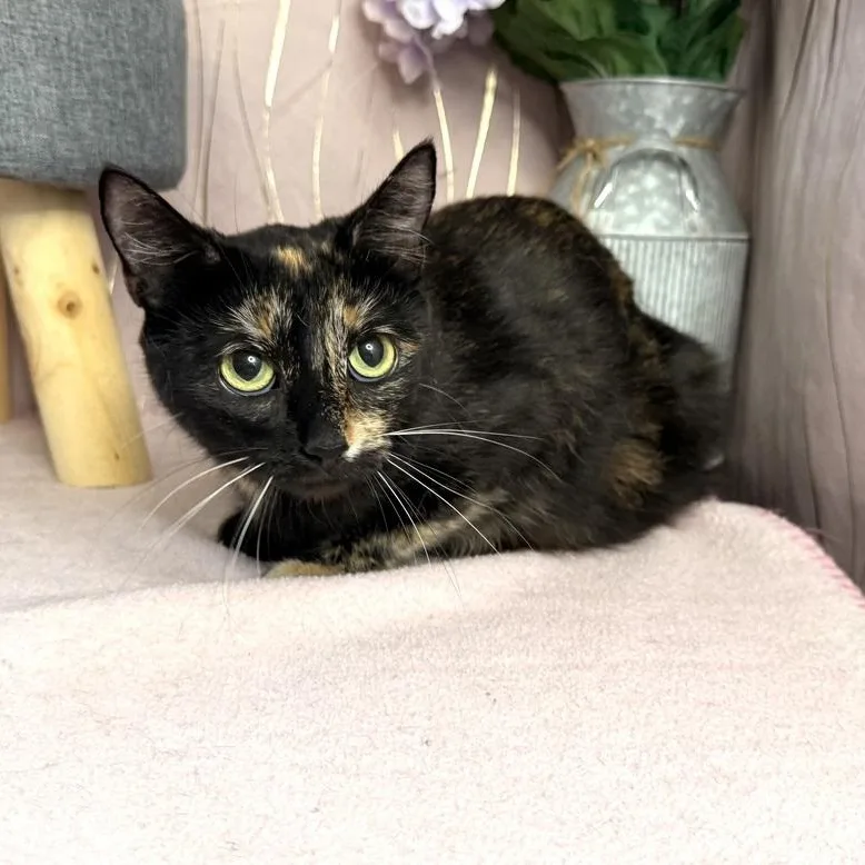 Tortilla thumbnail 2