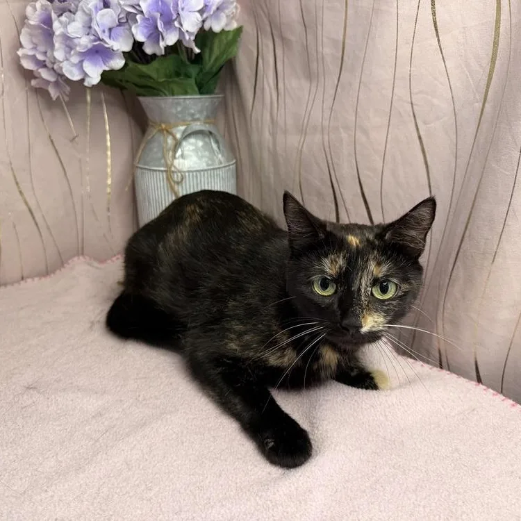 Tortilla thumbnail 3