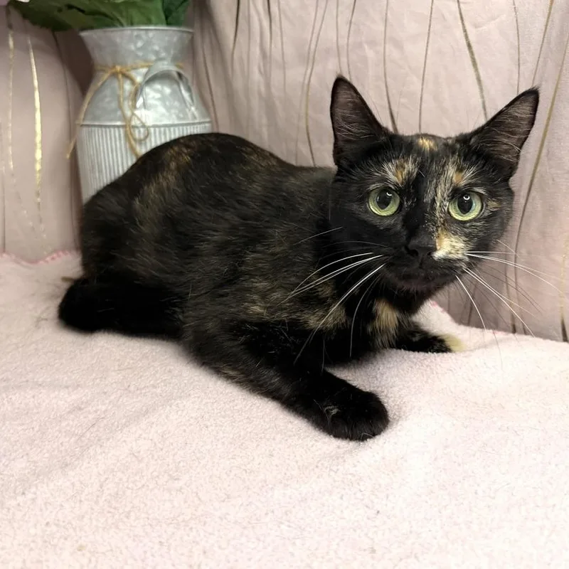 A young medium-sized female Tortoiseshell Tortoiseshell cat named Tortilla for adoption in Long Beach, MS