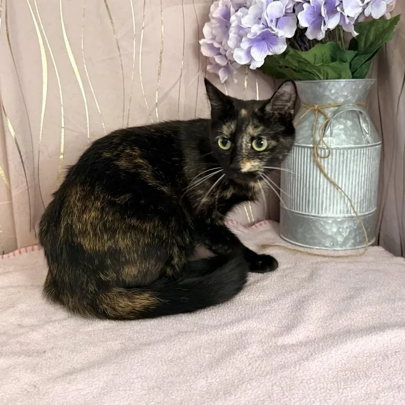 Tortilla thumbnail 4