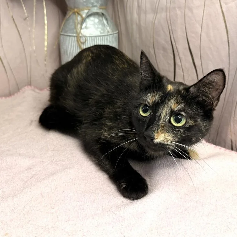 Tortilla thumbnail 5