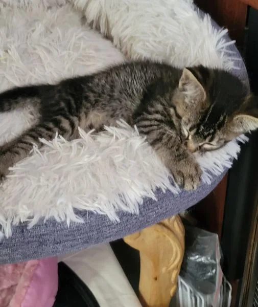 Mademoiselle thumbnail 3