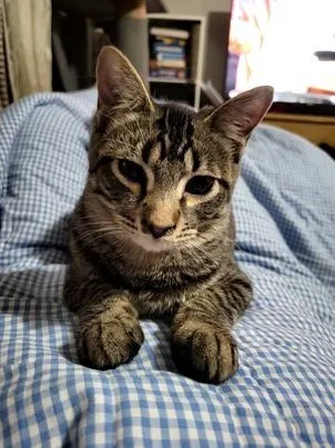 Mademoiselle thumbnail 4