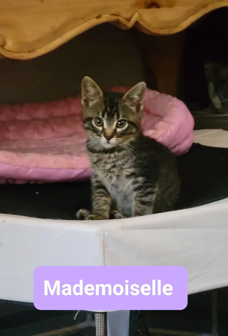 Mademoiselle thumbnail 5