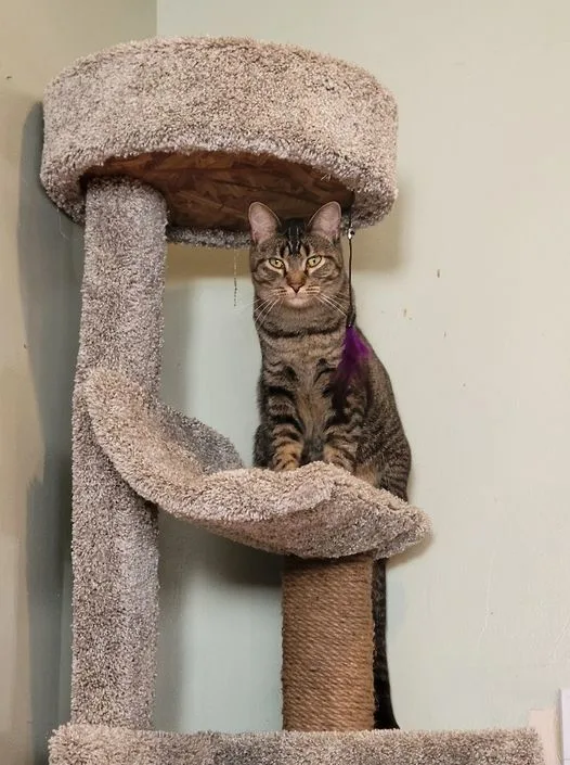 Mademoiselle thumbnail 6