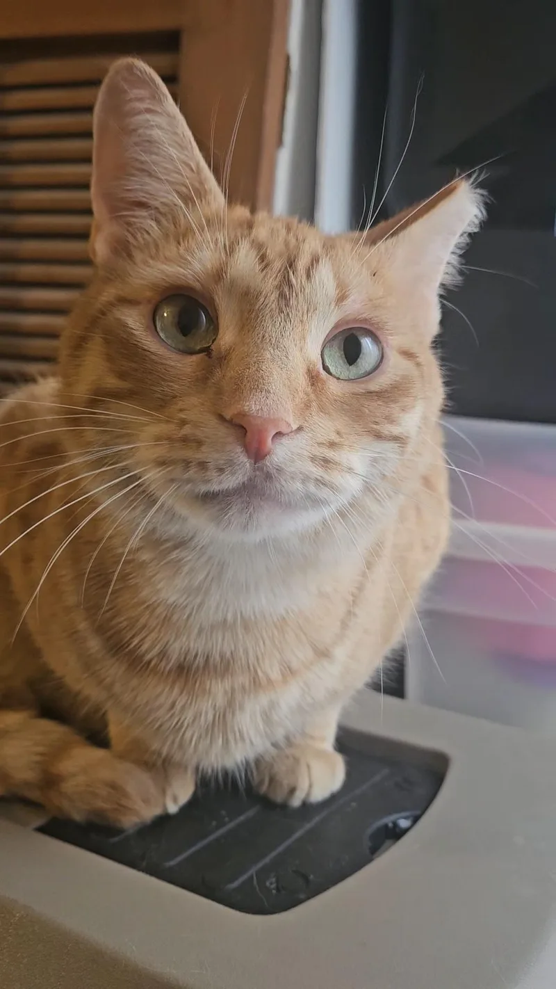 An adult medium-sized male Tabby (Orange / Red) Domestic Short Hair cat named Achilles N.  Gentle for adoption in New York, NY
