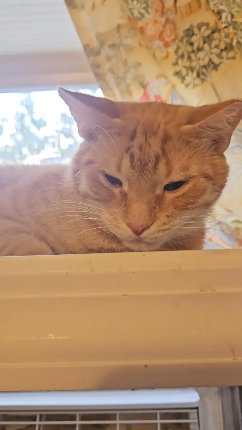 Achilles N.  Gentle thumbnail 4