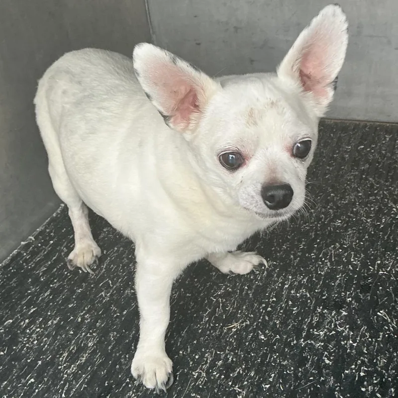 A senior small-sized male White / Cream Chihuahua dog named Hank for adoption in St Joseph, MO
