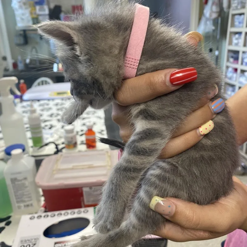 A baby small-sized female Gray / Blue / Silver Domestic Short Hair cat named Sayle for adoption in Mount Juliet, TN