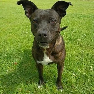 A senior medium-sized female Brindle Pit Bull Terrier dog named Shadow for adoption in Tyler, TX
