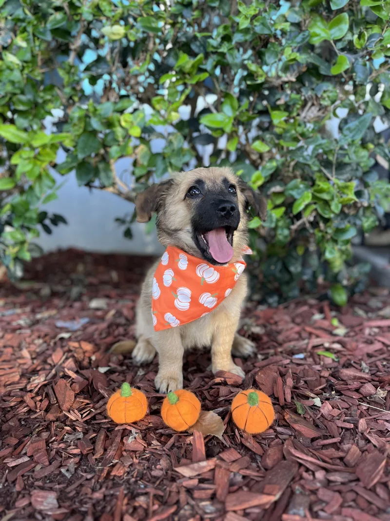 A baby small-sized male German Shepherd Dog dog named Elvis for adoption in South El Monte, CA