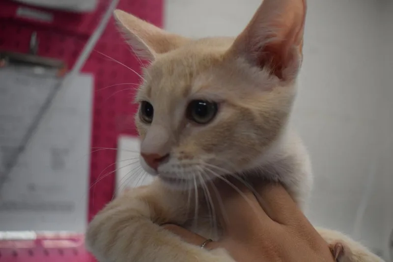 A baby small-sized male Domestic Short Hair cat named Mulder for adoption in Pahrump, NV