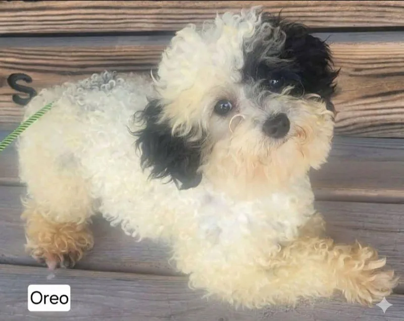 A young small-sized male White / Cream Miniature Poodle dog named Oreo for adoption in St. Clairsville, OH