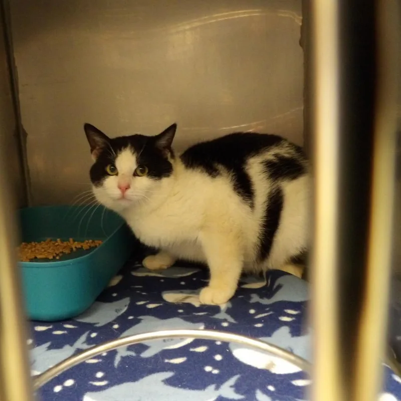 An adult small-sized male Black Domestic Short Hair cat named Ward for adoption in New York, NY