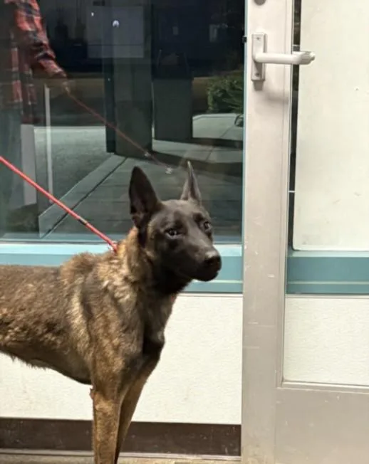 An adult large-sized male Belgian Shepherd / Malinois dog named Devon for adoption in Chatsworth, CA