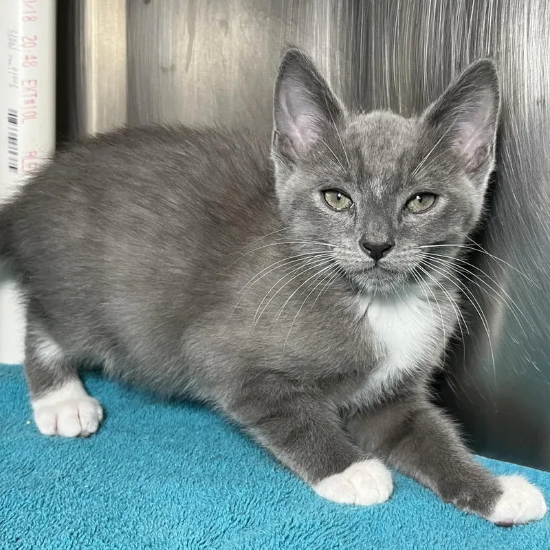 A baby small-sized male Gray / Blue / Silver Domestic Short Hair cat named Kc for adoption in Palm Springs, CA