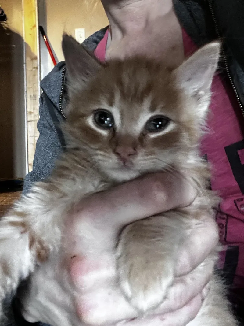 A baby large-sized male Orange & White Maine Coon cat named Pumbaa for adoption in Newark valley, NY