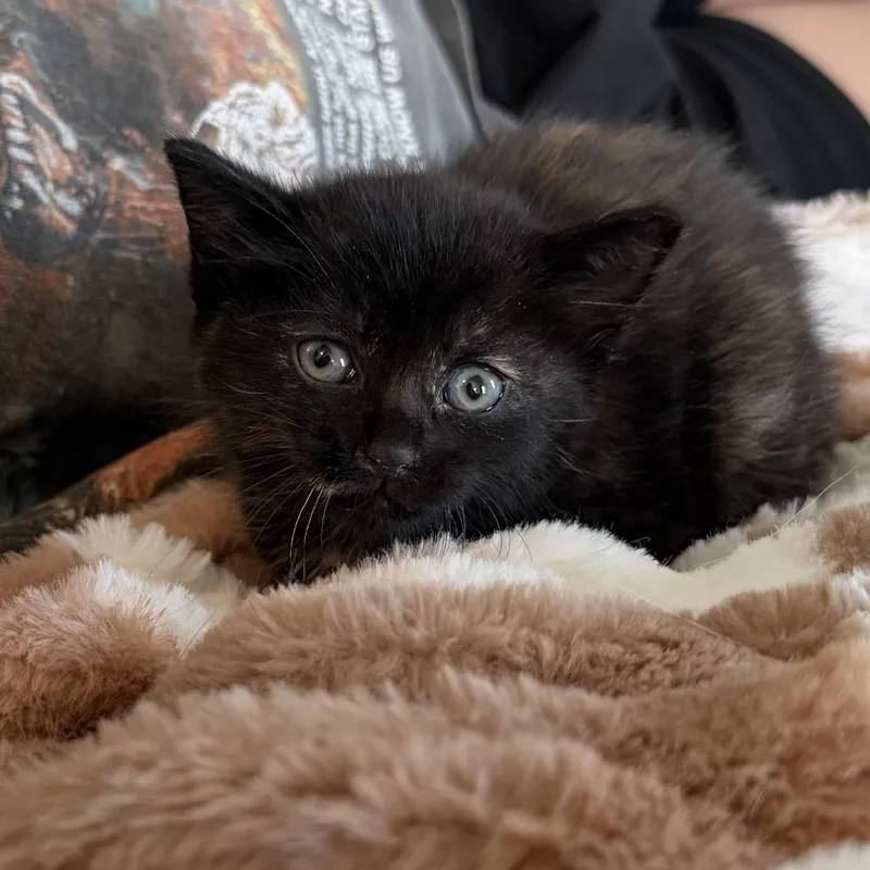 A baby medium-sized female Tortoiseshell Domestic Short Hair cat named Chaos for adoption in Chattanooga, TN